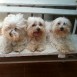 Mis tres perritos regalones